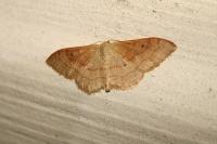 Idaea rubraria