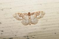 Idaea rusticata