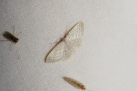 Idaea subsericeata