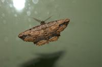Menophra abruptaria