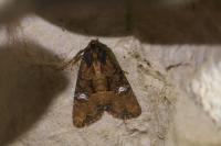 Mesapamea secalella/secalis
