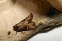 Mesapamea secalella/secalis