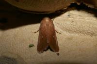 Mythimna albipuncta