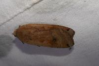 Noctua pronuba