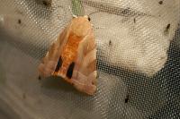 Noctua fimbriata/tirrenica