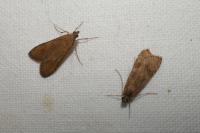 Nomophila noctuella