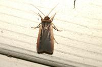 Ochropleura leucogaster