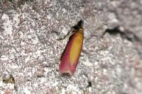 Oncocera semirubella