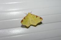Opisthograptis luteolata