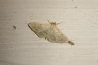 Patania ruralis