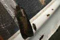 Peridroma saucia