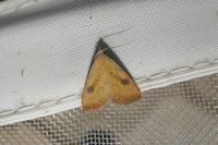 Rivula sericealis