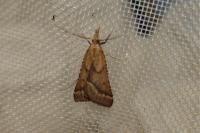 Synaphe punctalis