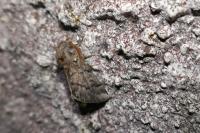 Thaumetopoea pityocampa