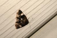 Tyta luctuosa