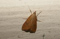 Udea ferrugalis