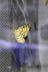 Chiasmia clathrata