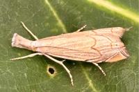 Metacrambus carectellus