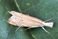 Metacrambus carectellus