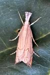 Metacrambus carectellus