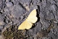 Idaea ochrata