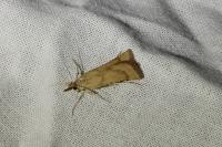 Synaphe punctalis