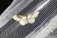 Idaea rusticata