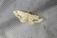 Idaea trigeminata
