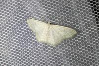 Idaea subsericeata