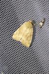 Cosmia trapezina