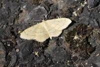 Idaea aversata