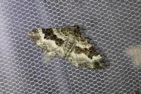 Epirrhoe rivata