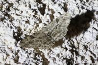Peribatodes rhomboidaria rhomboidaria