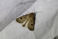 Agrotis exclamationis exclamationis
