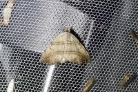 Laspeyria flexula