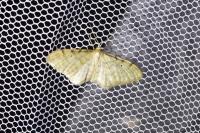 Idaea fuscovenosa