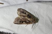 Xestia c-nigrum