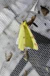 Opisthograptis luteolata