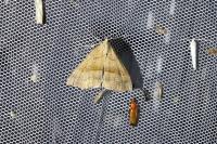 Hypena proboscidalis
