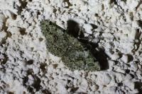 Cleorodes lichenaria