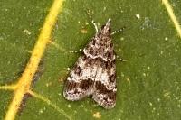 Eudonia mercurella