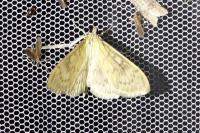 Patania ruralis