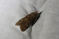 Aphomia sociella