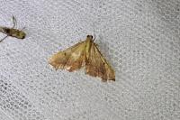 Endotricha flammealis