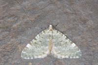 Colostygia aqueata aqueata