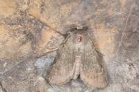 Rhyacia helvetina helvetina