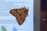 Lymantria monacha
