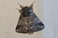 Thaumetopoea processionea