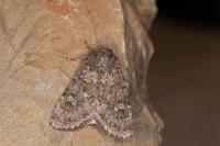Apamea maillardi