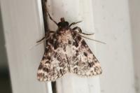 Aglossa caprealis